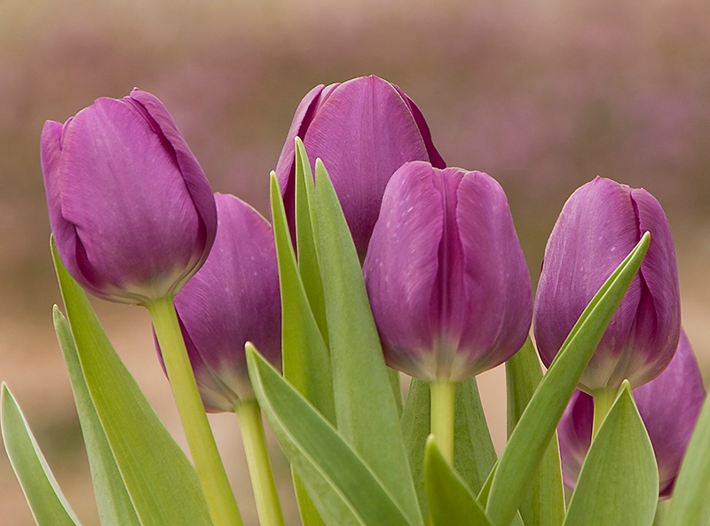 Spring Flowers - ID: 10682306 © Shirley D. Freeman