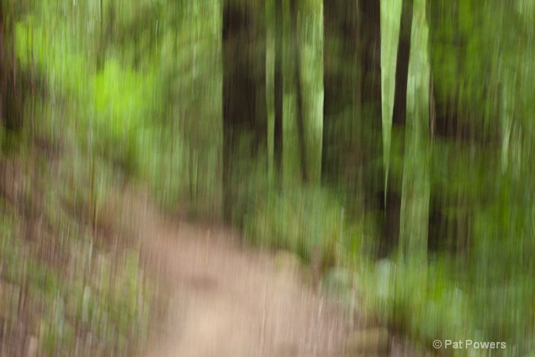 A Walk in the Woods - ID: 10684044 © Pat Powers