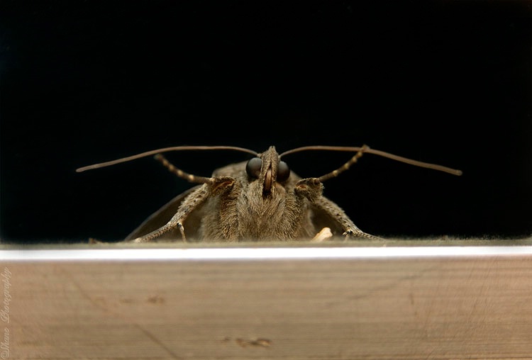 Intimidation By Moth