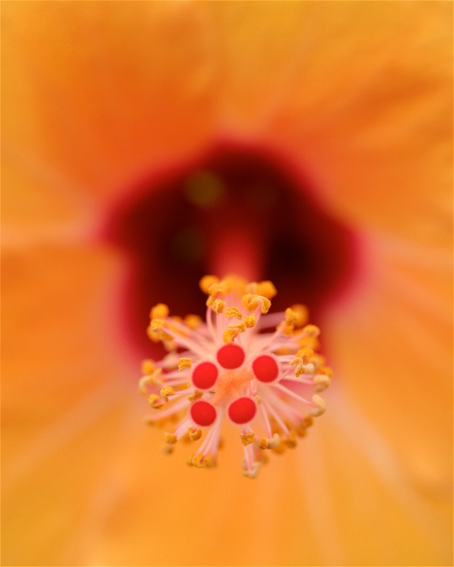 center of hibiscus