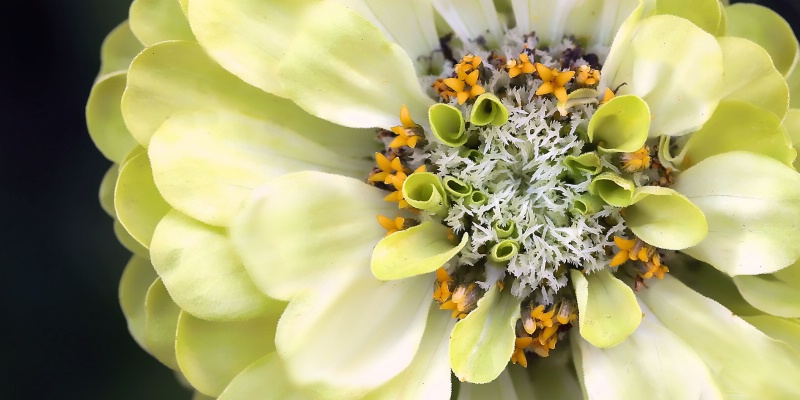 zinnia envy