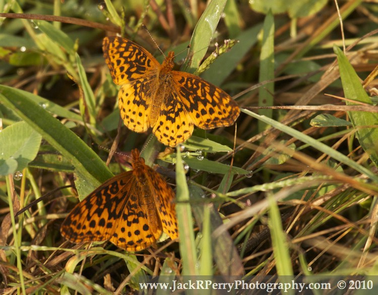 Great Spangled Fritillarys