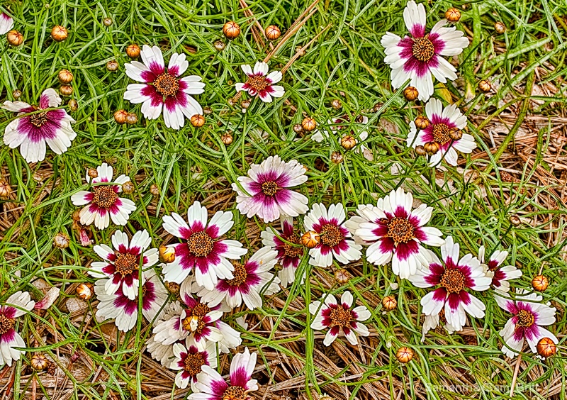 Wildflowers