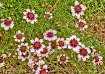 Wildflowers