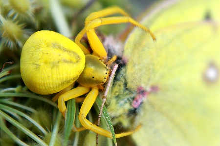 Butterfly for Lunch