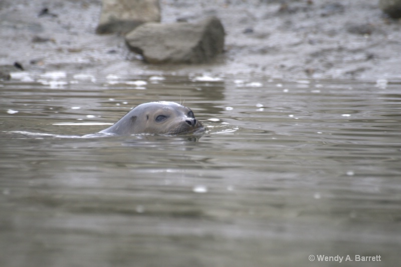 Friendly seal - ID: 10686814 © Wendy A. Barrett