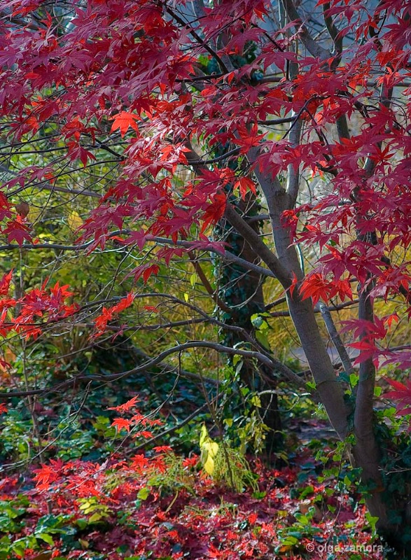 Maple Leaves - ID: 10686820 © Olga Zamora