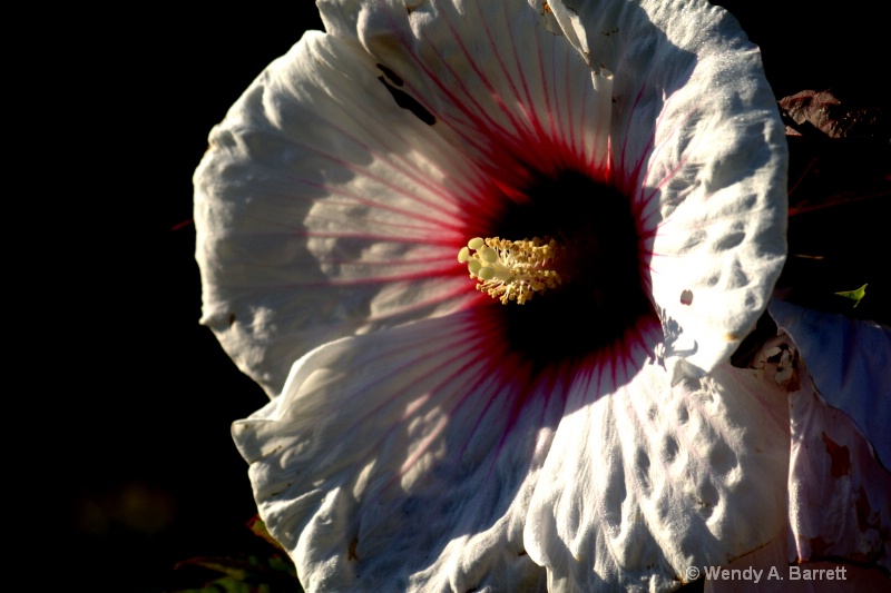Hibiscus - ID: 10686824 © Wendy A. Barrett