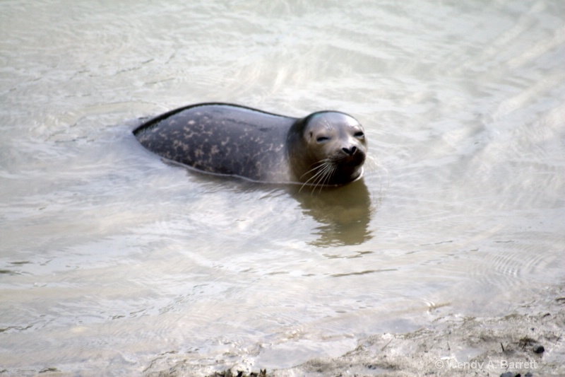 Seal resting - ID: 10686843 © Wendy A. Barrett