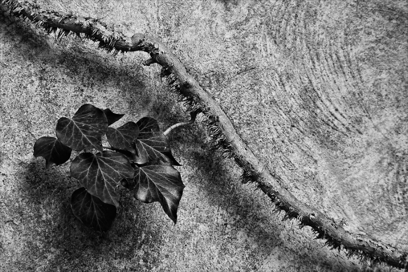 Ivy on Vine by Stucco