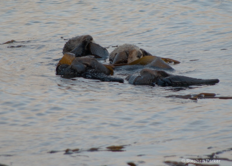 More Sleeping Sea Otters