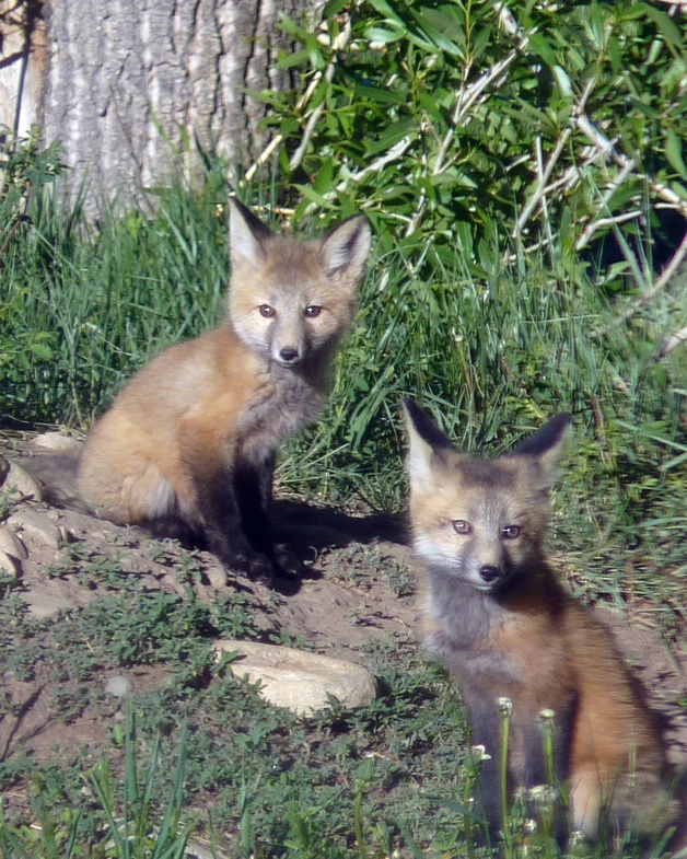 Little Foxes - ID: 10689415 © Karen J. Glenn