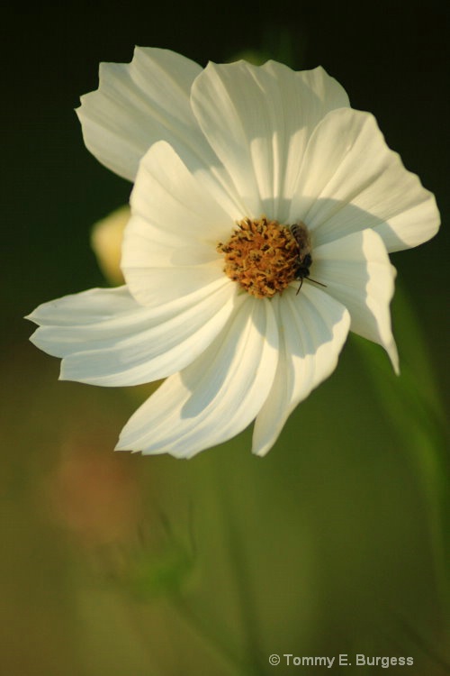 White Cosmos