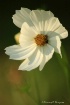 White Cosmos