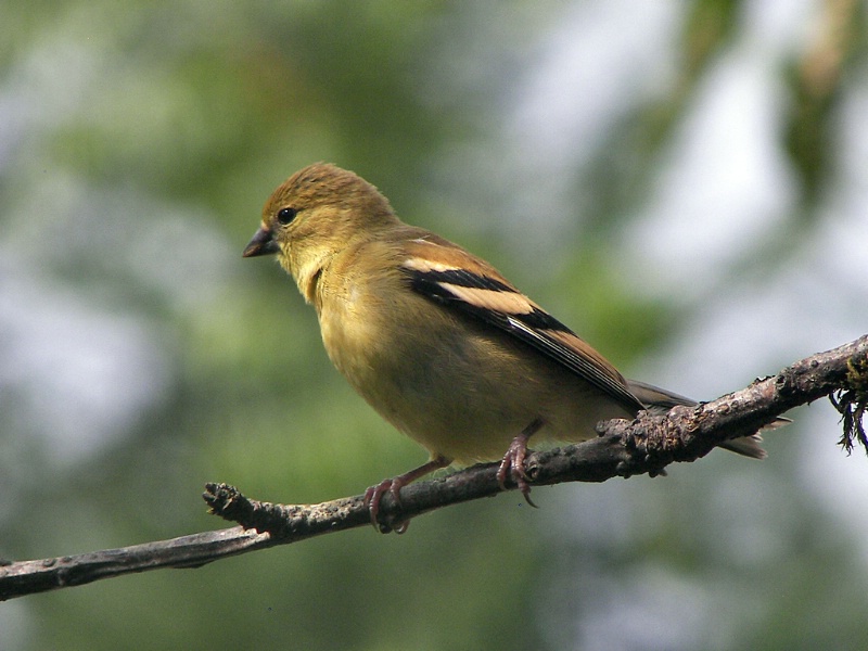 American Goldfinch fledgling