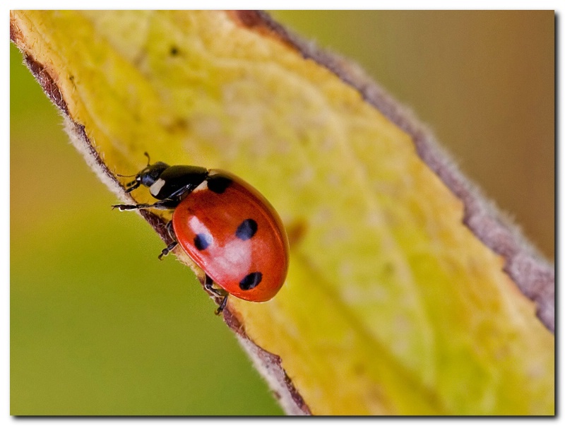 Ladybird...