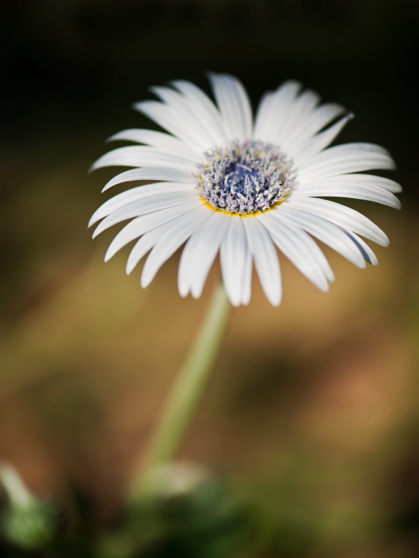 Marguerite