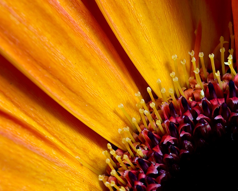 Orange Gerber Daisy Close-Up