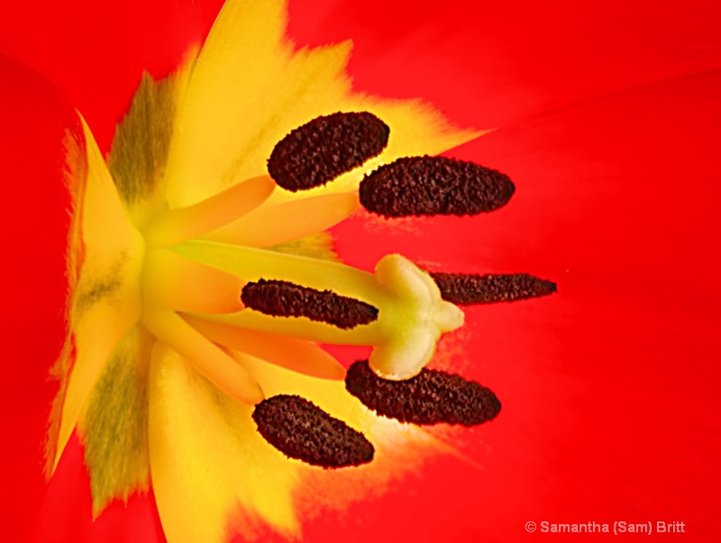 The Center of a Tulip