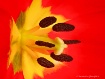 The Center of a T...