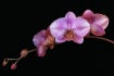 Orchid Portrait