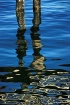 Pilings reflect