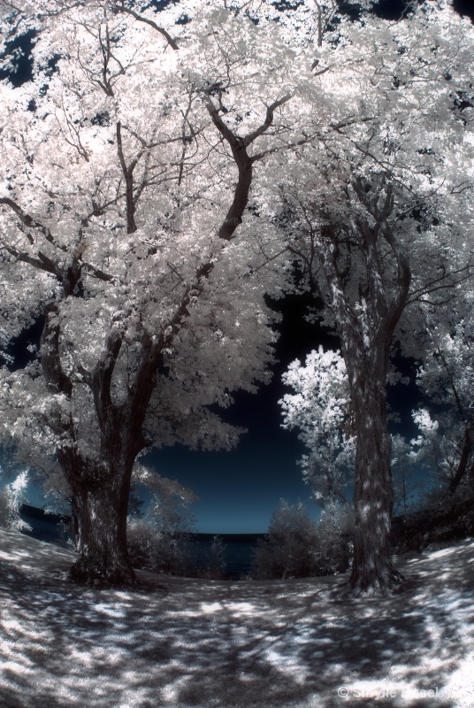 Two Trees in IR - ID: 10692411 © Sibylle Basel