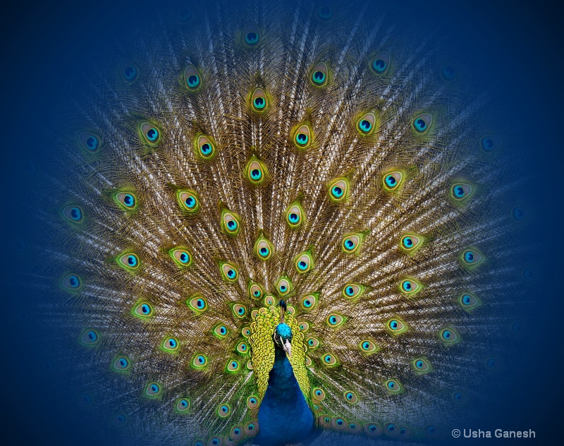 Peacock Blues