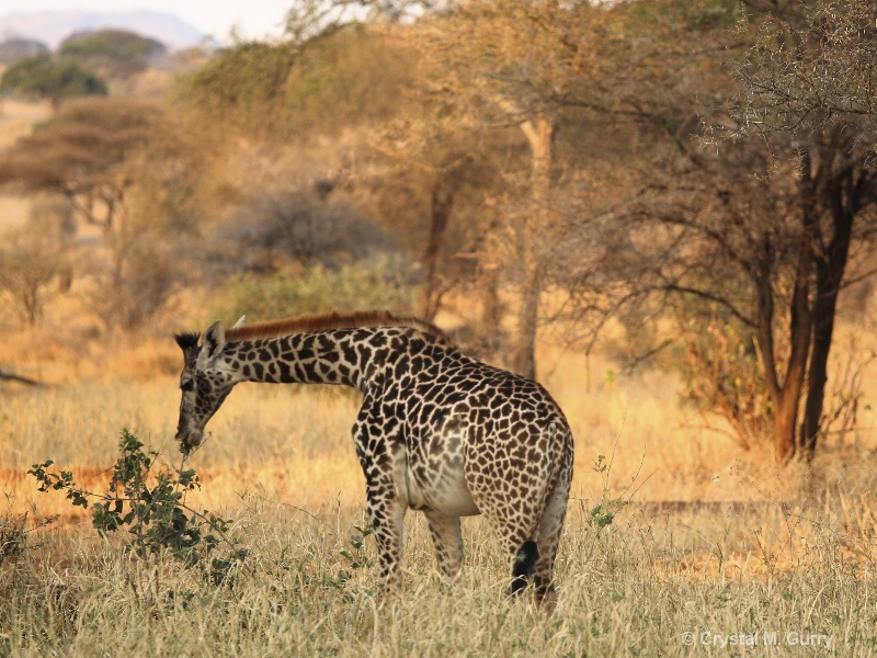 Giraffe in Tarangire National Park