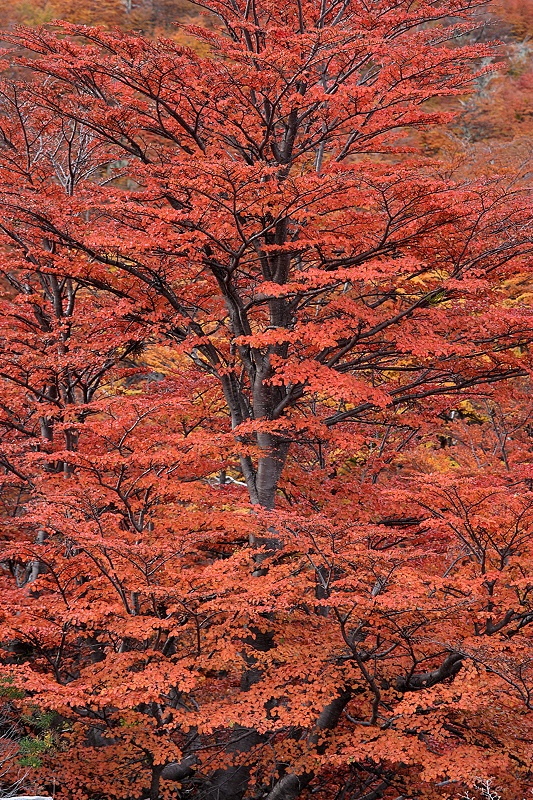 Red covering