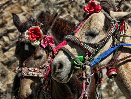 Tibetan Ponies