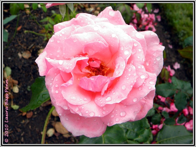 dewy rose - ID: 10695453 © Laura