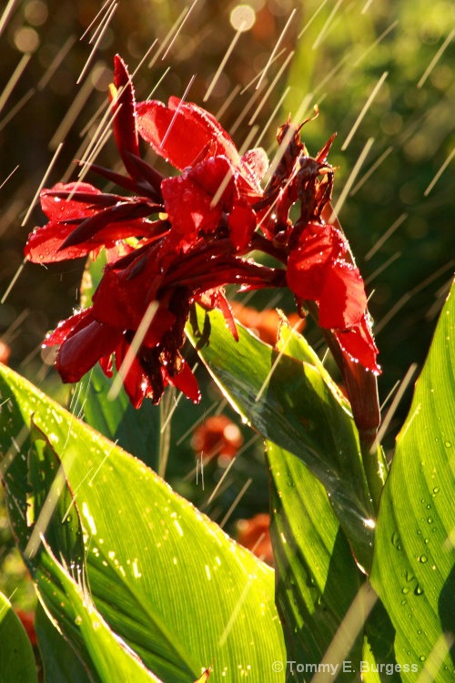 Canna Lily