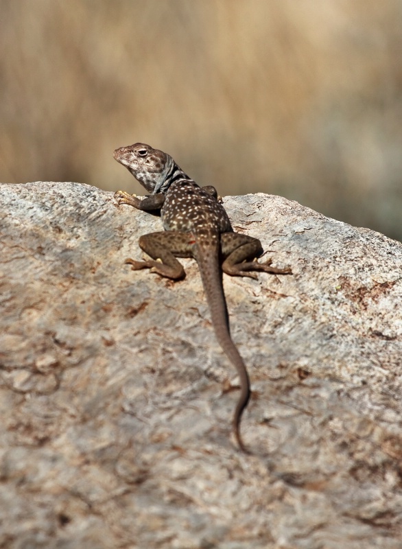 Rocky Beach - ID: 10696231 © Patricia A. Casey