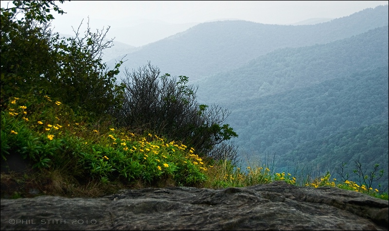 Daisies on A Bluff