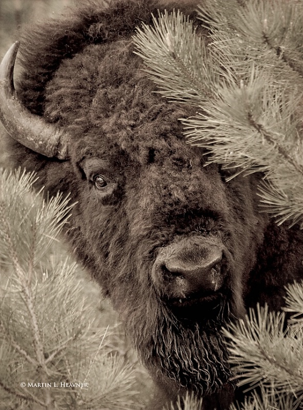 Curious Bison, Custer State Park, South Dakota - ID: 10696925 © Martin L. Heavner