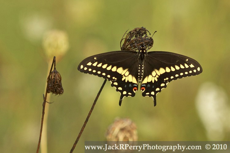 Black Swallowtail, Papilio polyxenes