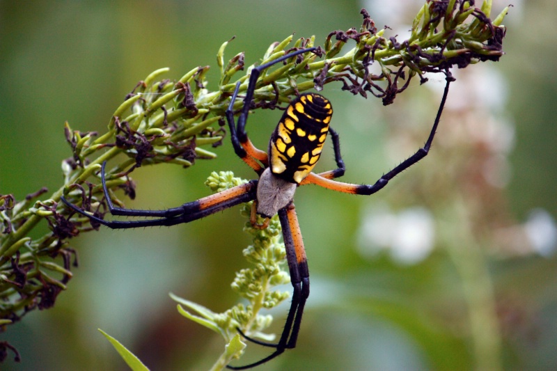 Black  & Yelow Argiope