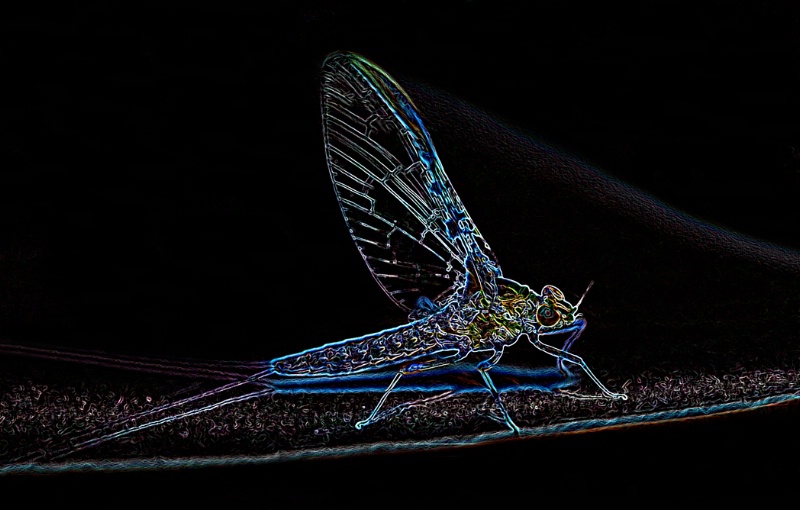 Neon Mayfly - ID: 10703271 © Susan M. Reynolds