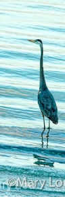 Great Blue Heron w/ Diagonal Waves