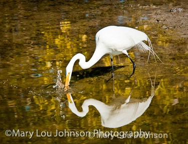 Great White Egret in Pond Reflection Brown tones