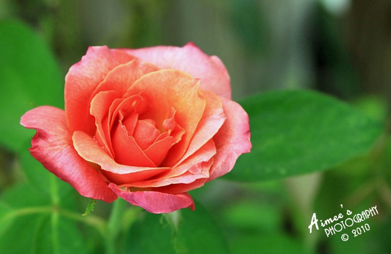 Coral Beauty