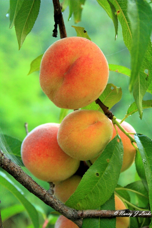 Orchard Peaches