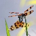 © Donald E. Chamberlain PhotoID# 10705745: 4.  halloween pennant dragonflies in copula