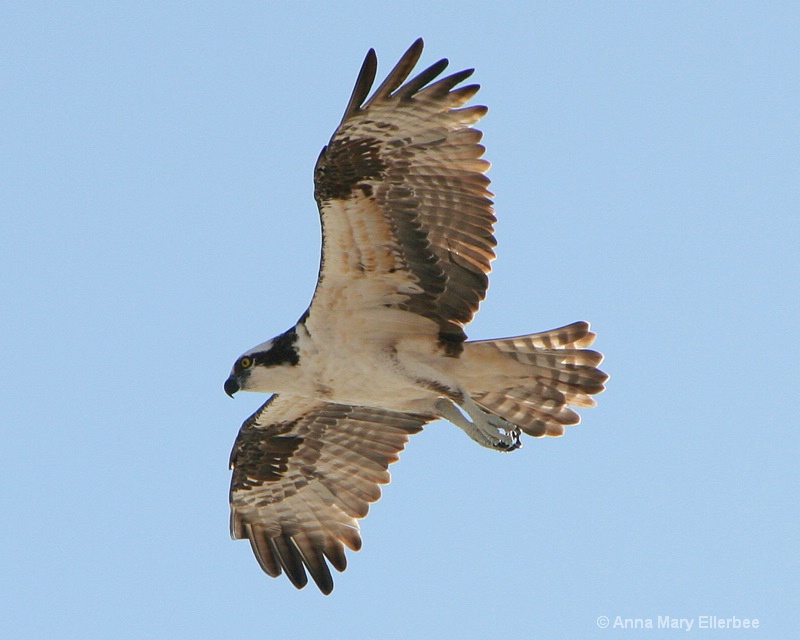 Osprey above the Gulf of Mexico
