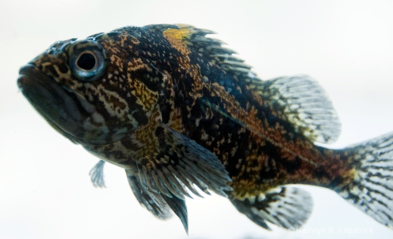 Rockfish - ID: 10706064 © Kathryn R. Kilpatrick