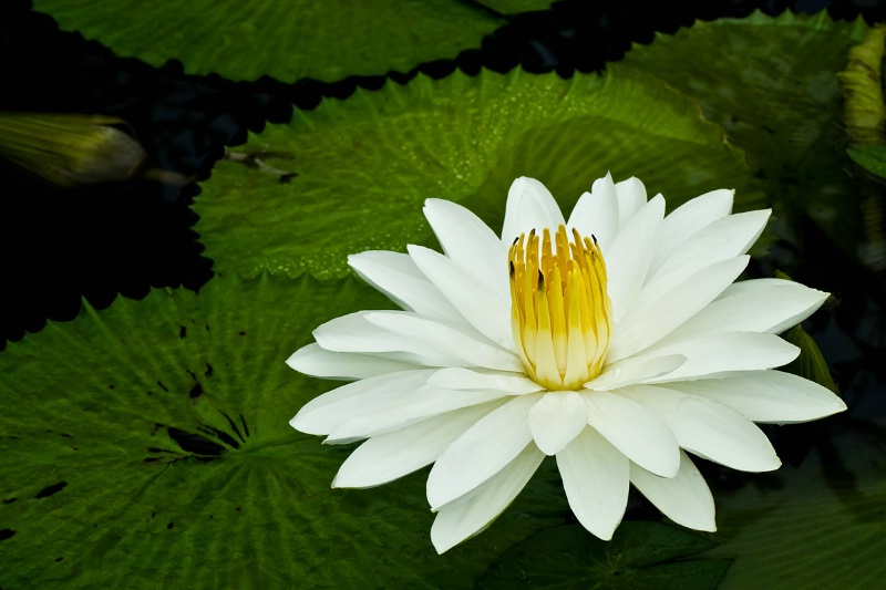 Water Lily and Leaves