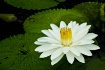 Water Lily and Le...