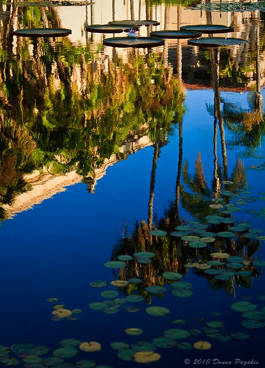 Reflecting Among the Lily Pond