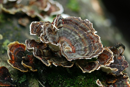 Turkey Tail